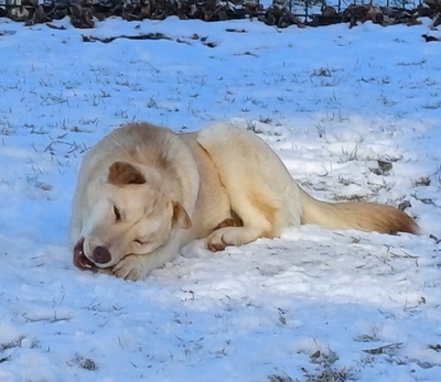 LUSSY - gelehrige Junghündin, Shar Pei - Labradormix - Hündin