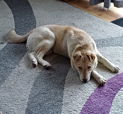 LUSSY - gelehrige Junghündin, Shar Pei - Labradormix - Hündin