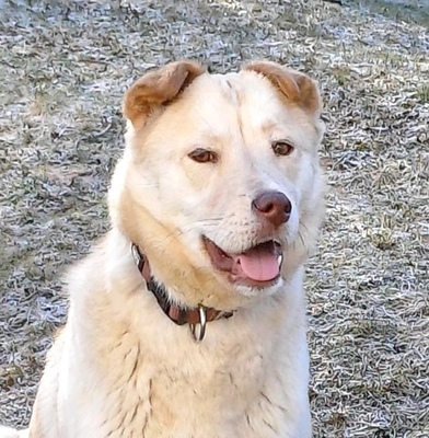 LUSSY - gelehriges Hundemädchen, SharPei-Huskymischling - Hündin