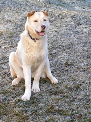 LUSSY - gelehriges Hundemädchen, SharPei-Huskymischling - Hündin