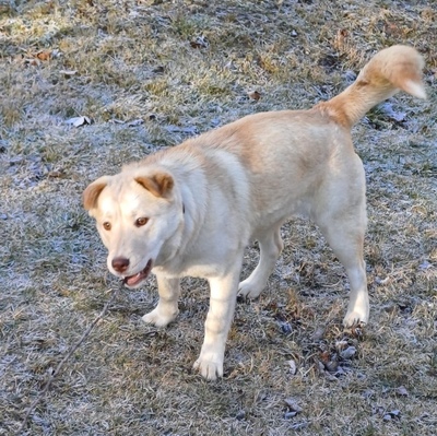 LUSSY - gelehriges Hundemädchen, SharPei-Huskymischling - Hündin