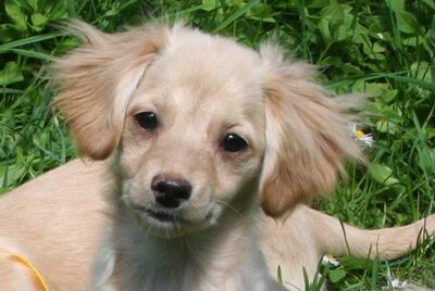 LUSYA, Mischling - Hündin