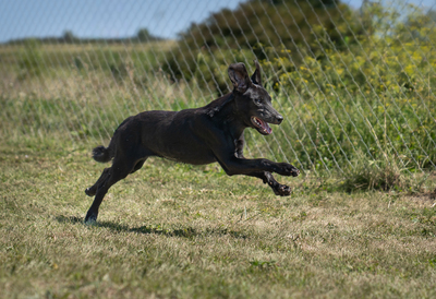 LUXI - verspielt, sehr bewegungsfreudig, liebt Spielsachen und Wasser, menschenbezogen, verschmust, Mischling (Video-Link vorhanden) - Hündin