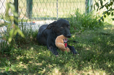 LUXI - verspielt, sehr bewegungsfreudig, liebt Spielsachen und Wasser, menschenbezogen, verschmust, Mischling (Video-Link vorhanden) - Hündin