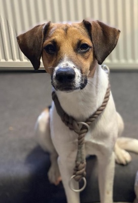 LUZIFER, Mischling - Rüde