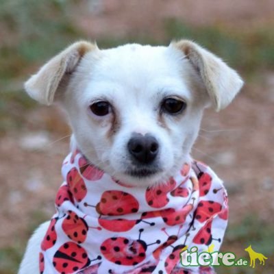 LYDIA - Linares - kastriert, - Hündin