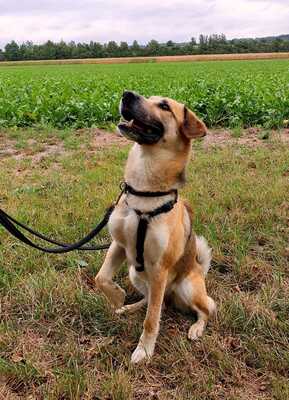 LYKON, Mischling - Rüde