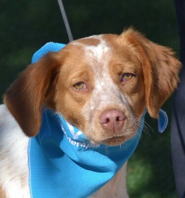 LYNETTE - Linares, Epagneul Breton - kastriert - Hündin