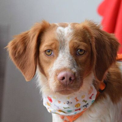 LYNETTE - Linares, Epagneul Breton - kastriert - Hündin