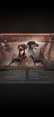 La Casa del Raptor, Dobermann Welpen Welpen - Rüde