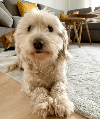 La Cecillia und La Sofia, Westie-Mix - Hündin