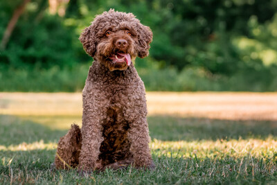 La-Cody, Lagotto - Rüde