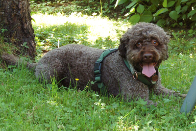 La-Cody, Lagotto - Rüde