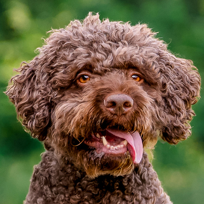 La-Cody, Lagotto - Rüde
