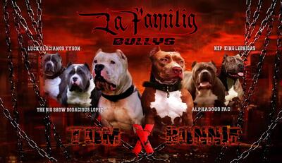 La Familia Bullys, American Bully XL Welpen - Rüde 10