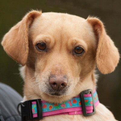 La Sofia mit La Cecilia, Dackel-Mix - Hündin