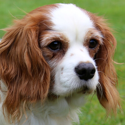 La - unsere verschmuste Lady, Cavalier King Charles Spaniel - Hündin