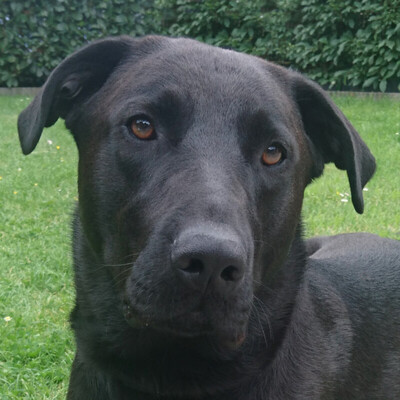 Labi Nick, Labrador-Mix - Rüde