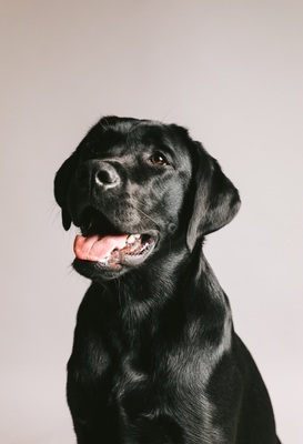 Labrador Deckrüde mit Ahnentafel, Labrador Retriever - Rüde