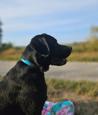 Labrador Deckrüde mit Ahnentafel, Labrador Retriever - Rüde