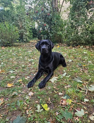 Labrador Deckrüde mit Ahnentafel, Labrador Retriever - Rüde