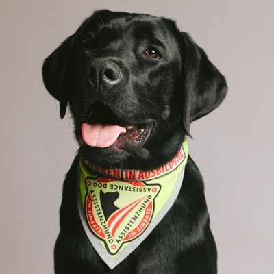 Labrador Deckrüde mit Ahnentafel, Labrador Retriever - Rüde