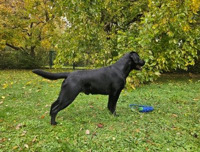 Labrador Deckrüde mit Ahnentafel, Labrador Retriever - Rüde