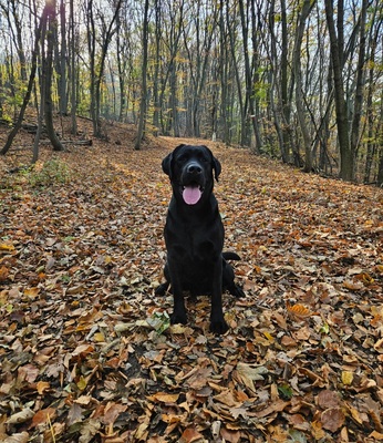 Labrador Deckrüde mit Ahnentafel, Labrador Retriever - Rüde