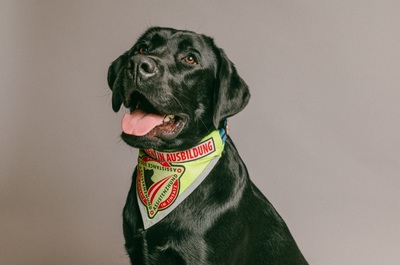 Labrador Deckrüde mit FCI Ahnentafel, Labrador - Rüde