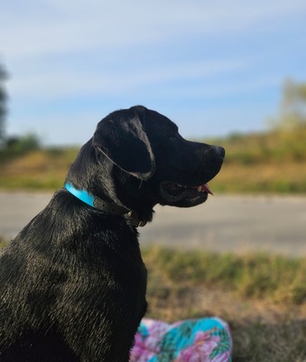 Labrador Deckrüde mit FCI Ahnentafel, Labrador - Rüde