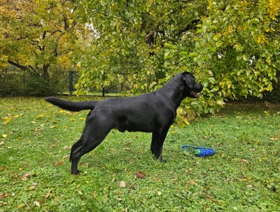 Labrador Deckrüde mit FCI Ahnentafel, Labrador - Rüde
