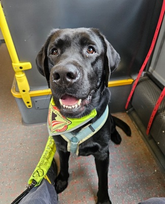 Labrador Deckrüde mit FCI Ahnentafel, Labrador - Rüde