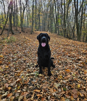 Labrador Deckrüde mit FCI Ahnentafel, Labrador - Rüde