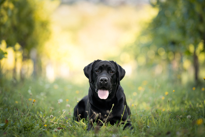Labrador Deckrüde mit FCI Ahnentafel, Labrador - Rüde