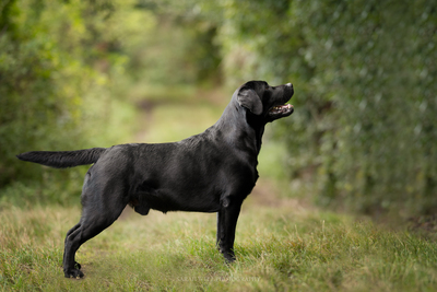 Labrador Deckrüde mit FCI Ahnentafel, Labrador - Rüde
