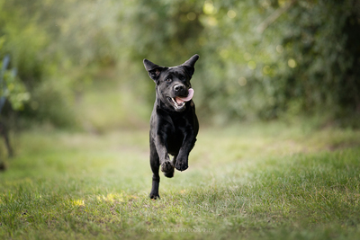 Labrador Deckrüde mit FCI Ahnentafel, Labrador - Rüde