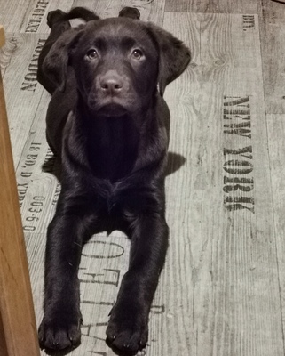 Labrador Junghündin, 12 Monate, braun, Labrador - Hündin