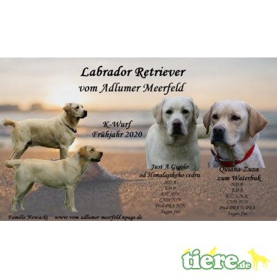 Labrador Retriever Welpen - Rüde