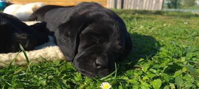 Labrador Retriever (Welpen) Welpen - Hündin