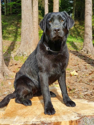 Labrador Retriever (Welpen) Welpen - Hündin