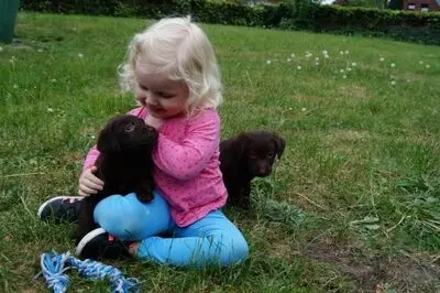 Labrador Welpen - Hündin