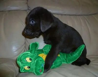 Labrador Welpen - Hündin