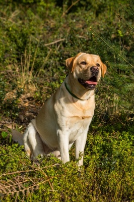 Labrador Welpen - Hündin