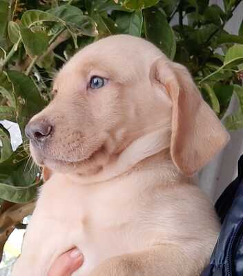 Labrador. Welpen - Hündin