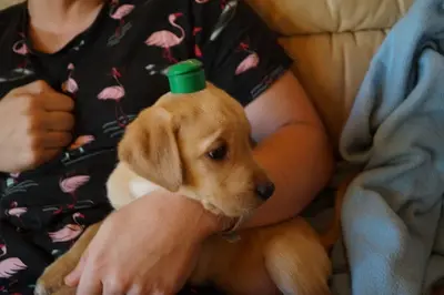 Labrador Welpen - Rüde