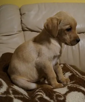 Labrador Welpen - Rüde