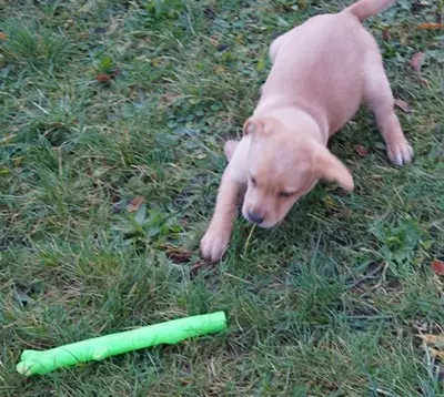 Labrador Welpen - Rüde
