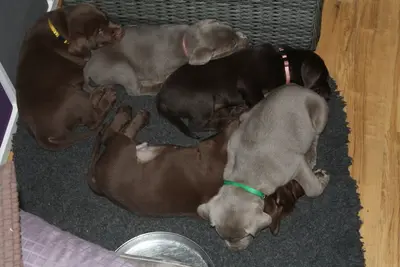 Labrador Welpen - Rüde