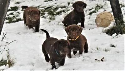 Labrador Welpen - Rüde