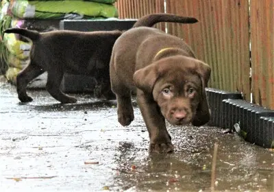 Labrador Welpen - Rüde
